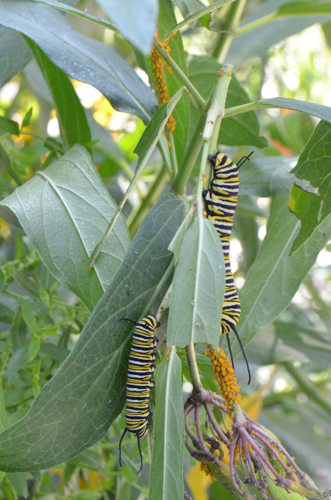 A pair of monarch butterfly catterpillars at home in one of Callicoon's plantings.